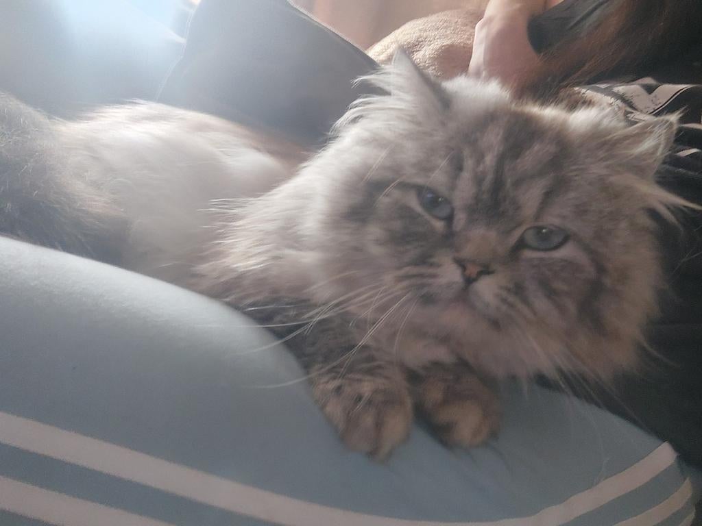 Lieve ragdoll kater van 1,5jaar oud, Kater, 0 tot 2 jaar