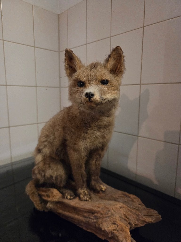 Opgezette jonge vos, Verzamelen, Ophalen, Gebruikt, Wild dier, Opgezet dier