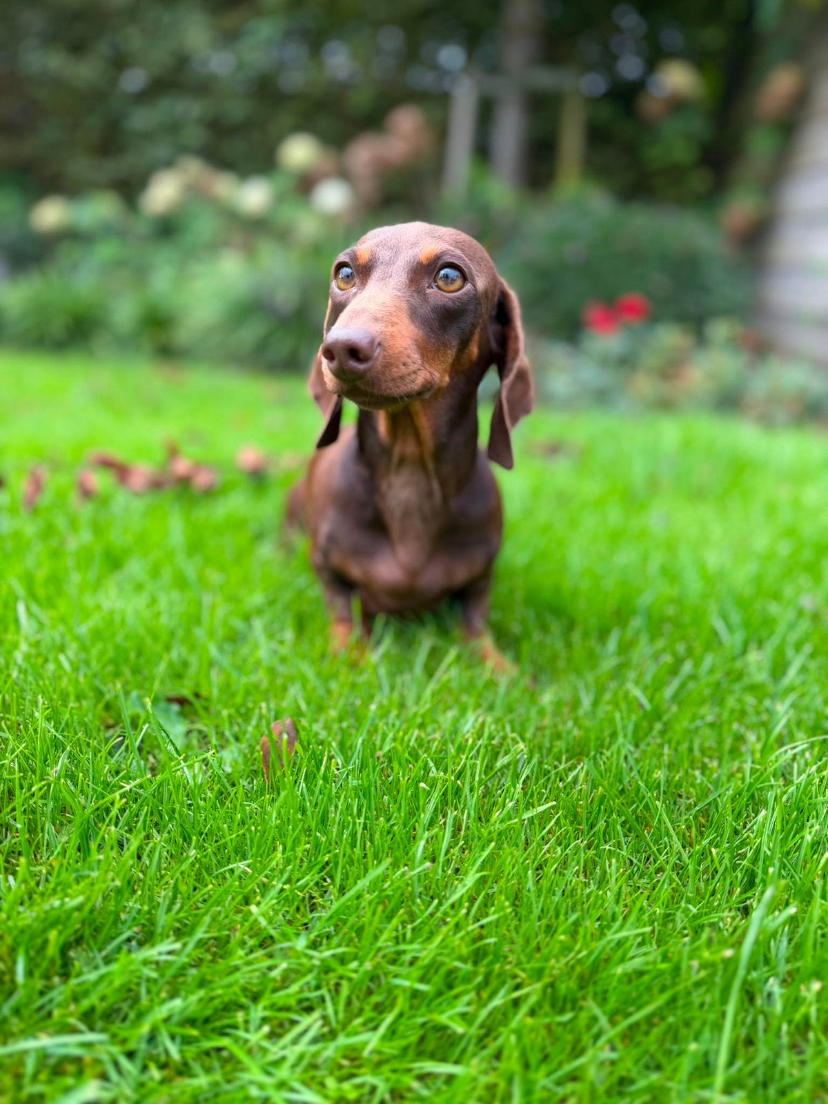 Lieve Mocca zoekt een warm en liefdevol nieuw thuis, Dieren en Toebehoren, Kaninchen, Particulier, 15 weken tot 1 jaar, Teef