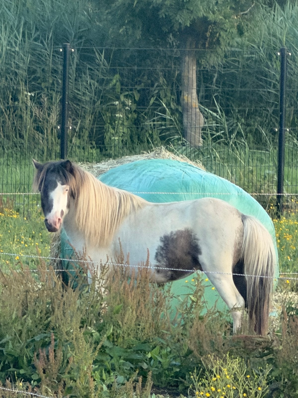 Shetlander hengsten, Dieren en Toebehoren, Pony's, Hengst, A pony (tot 1.17m), 0 tot 2 jaar, Gechipt