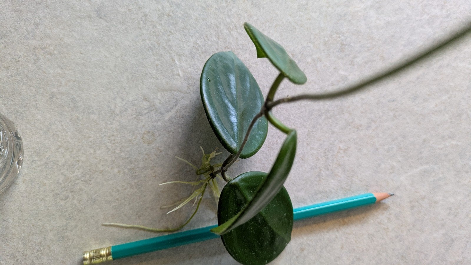 Hoya vangviengiensis, Huis en Inrichting, Ophalen of Verzenden, Halfschaduw, Minder dan 100 cm