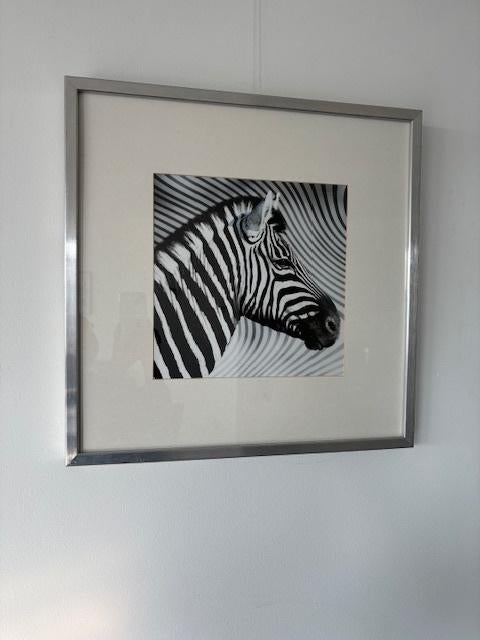 2 leuke zebra schilderijen. 52x52 cm, Minder dan 50 cm, Ophalen of Verzenden, Zo goed als nieuw, Schilderij