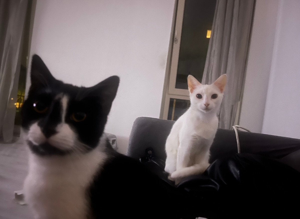 Twee Turkse Van-katten zoeken een liefdevol thuis, Kater