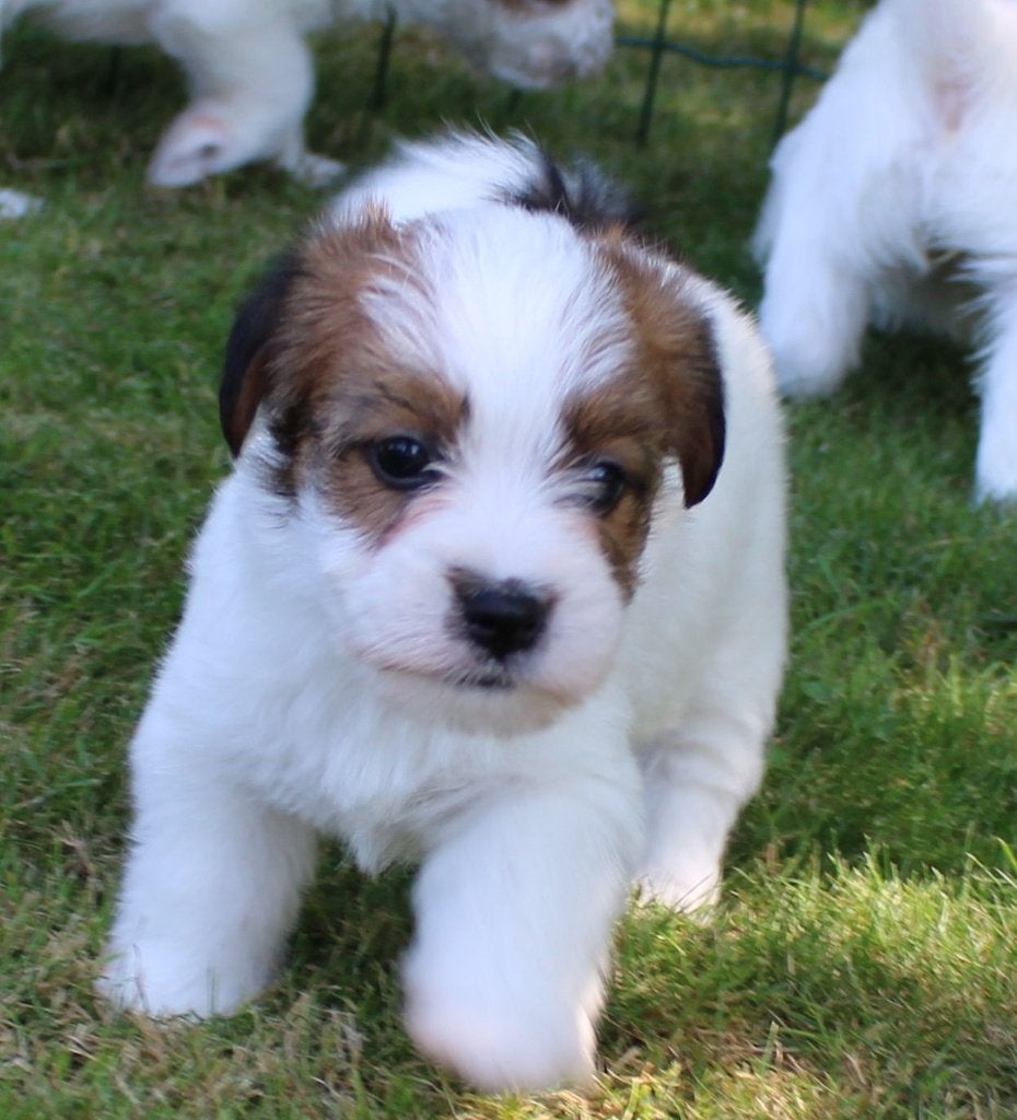 ruwhaar jack russel pups met stamboom, Nederland, Jack Russell Terriër, 8 tot 15 weken, Meerdere