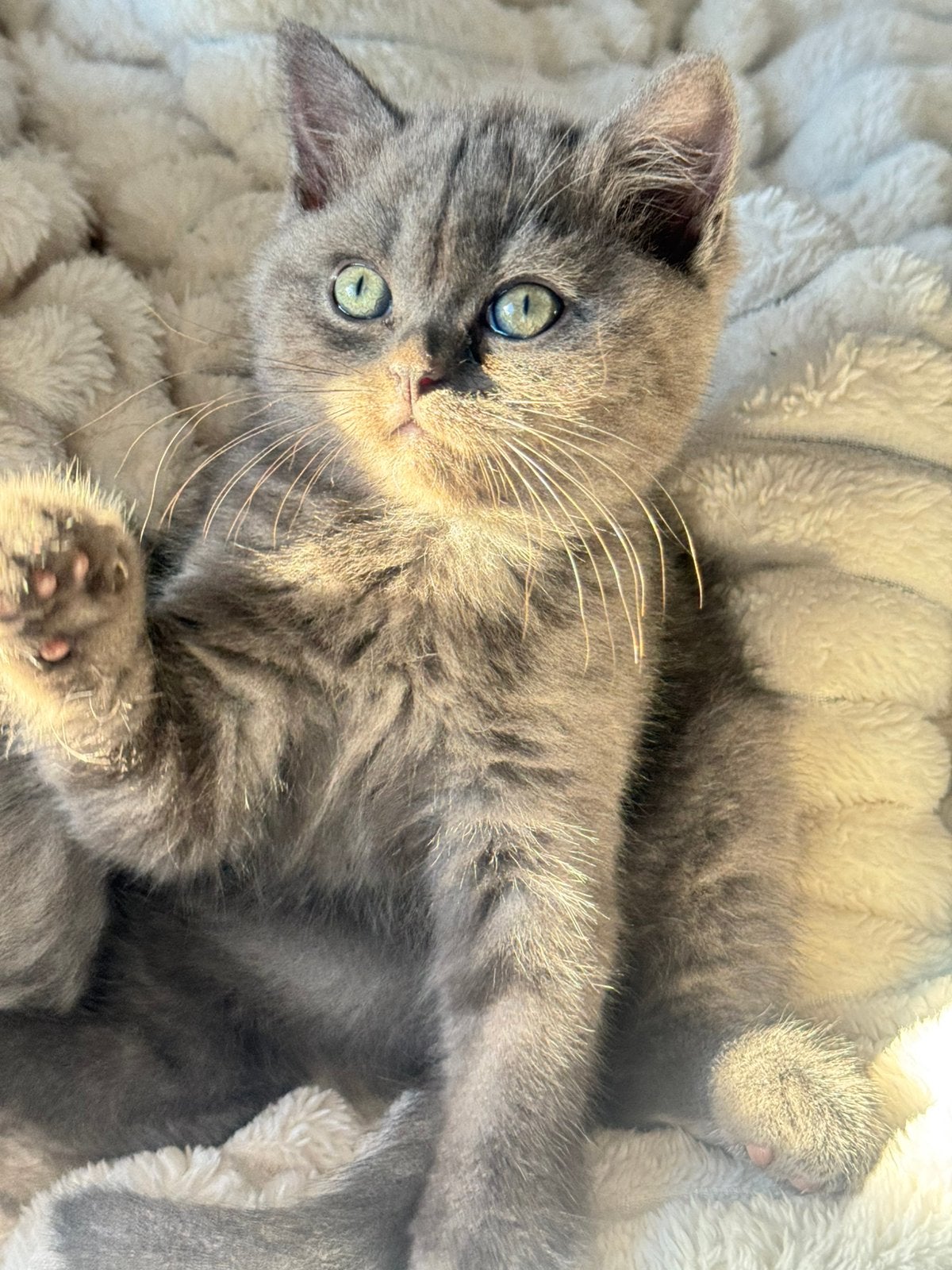 Raszuivere britse kittens. Kan direkt mee, Meerdere dieren, Ontwormd