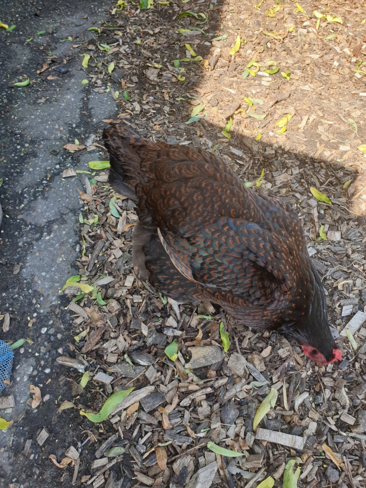 Dubbel gezoomd Barnevelder Te Koop, Dieren en Toebehoren, Mannelijk, Kip
