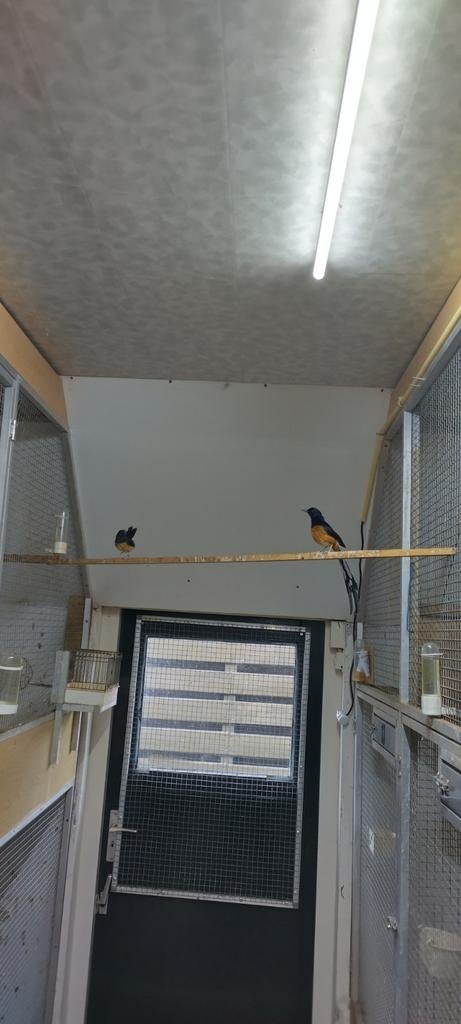 Schamalijsters, Meerdere dieren, Tropenvogel, Geringd