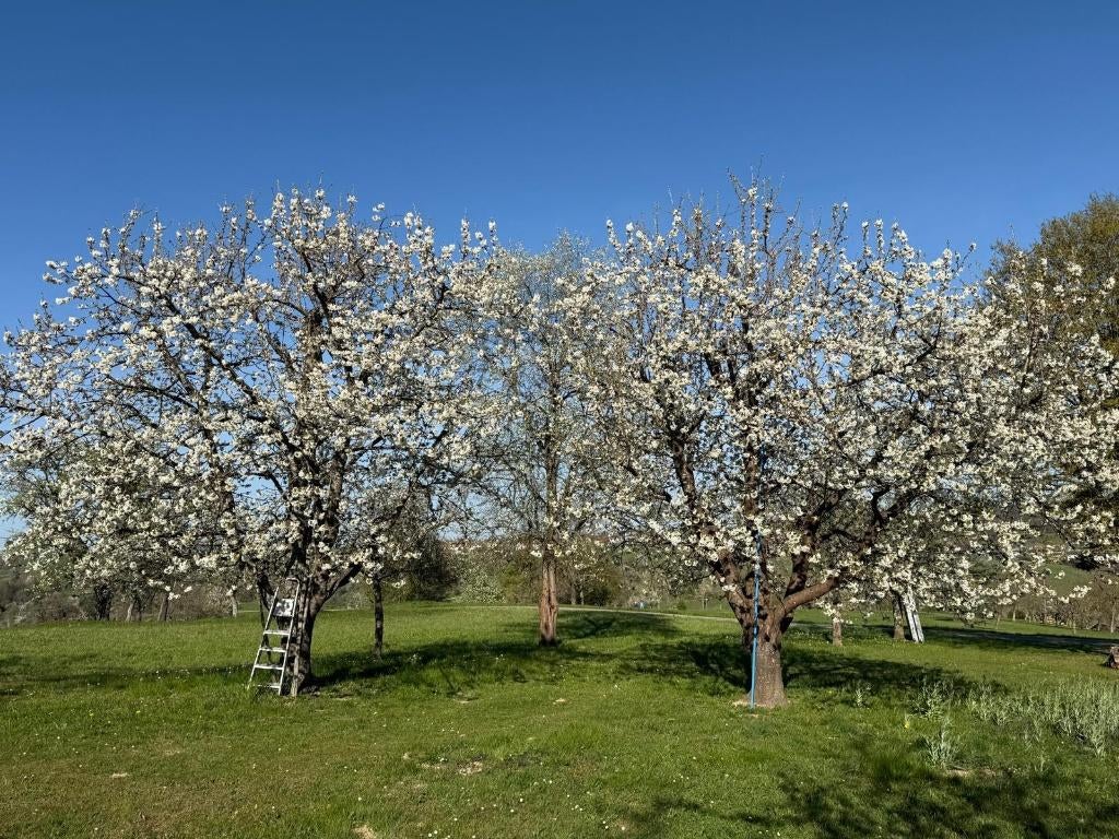 Fruitbomen (leren) snoeien, zomersnoei, Ophalen, Lente, Volle zon, Appelboom