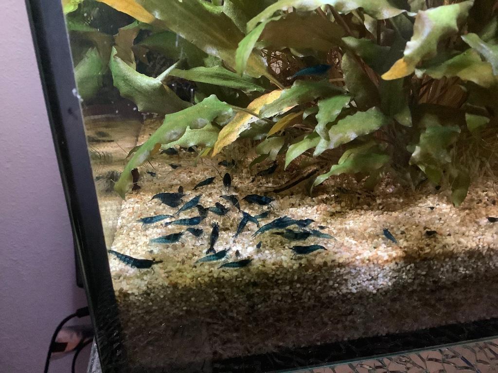 Blue dream garnalen, Kreeft, Krab of Garnaal, Zoetwatervis, Schoolvis