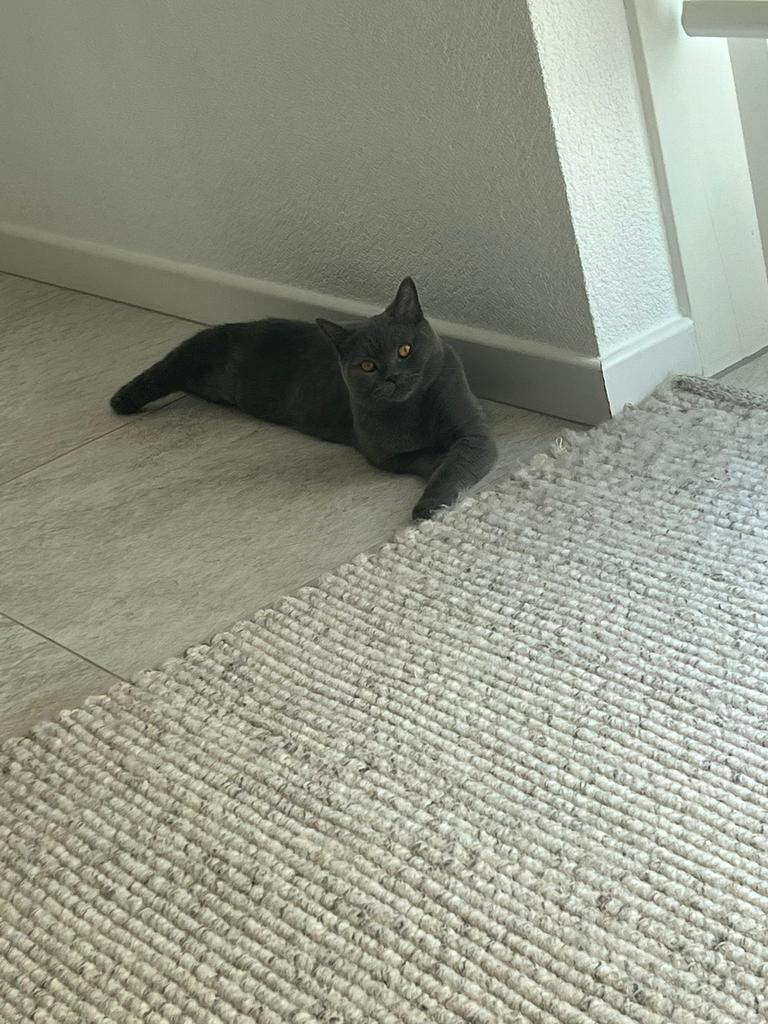Britse korthaar Te Koop, Poes, Gechipt, 0 tot 2 jaar