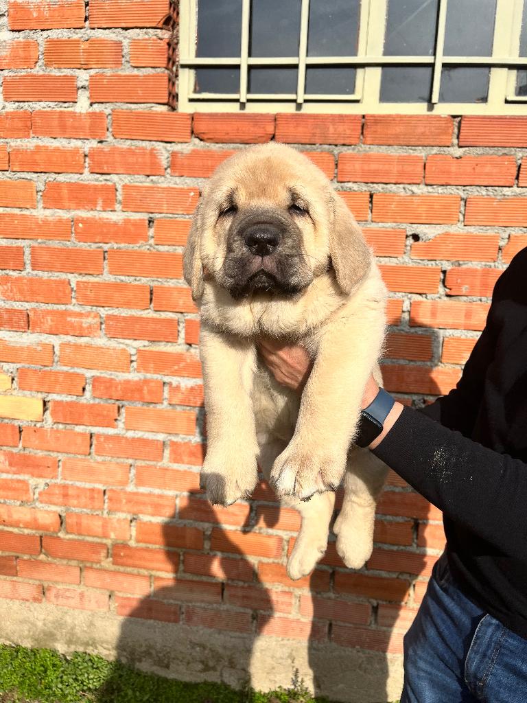 Spanish mastiff, Dieren en Toebehoren, Honden | Bulldogs, Pinschers en Molossers, Fokker | Hobbymatig, Overige rassen, 8 tot 15 weken