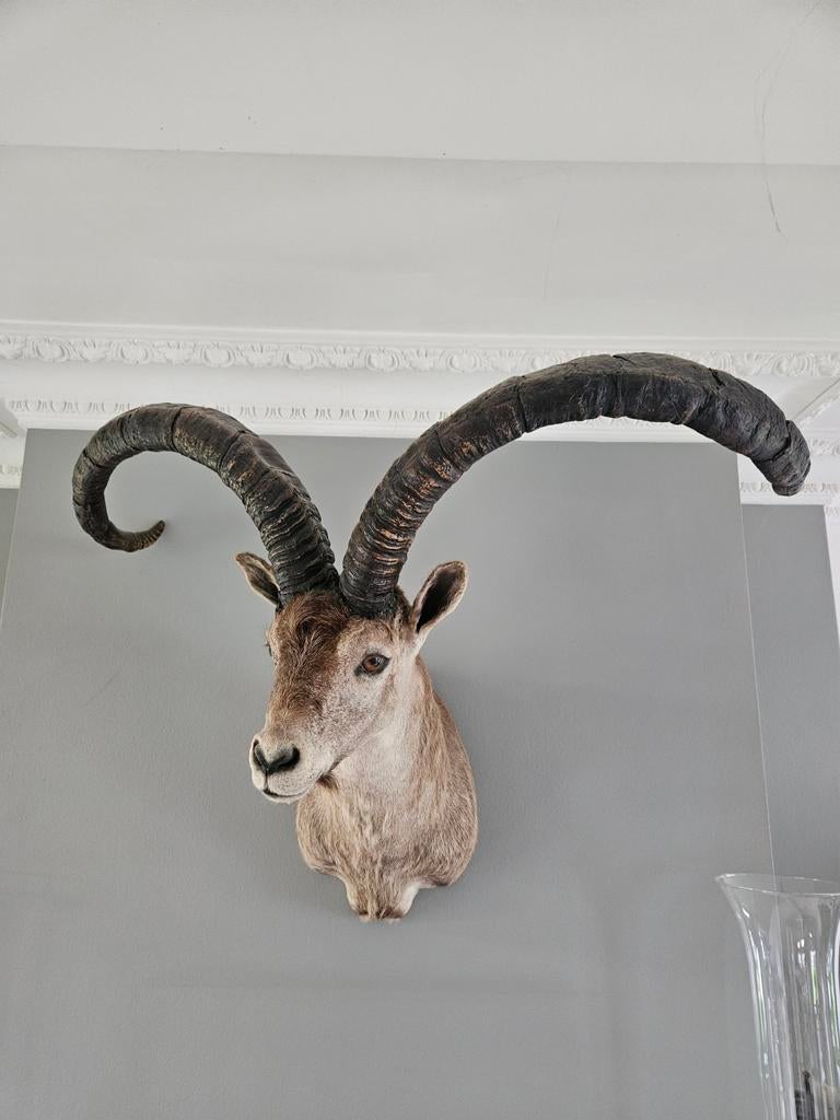 Zeer mooi steenbok Hoofd voor aan de Muur, Ophalen
