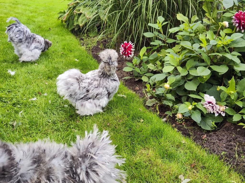 Usa zijdehoenders 8 weken oud, Dieren en Toebehoren, Pluimvee, Vrouwelijk, Kip