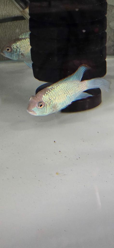 vissen acara electric blue, Vis, Zoetwatervis