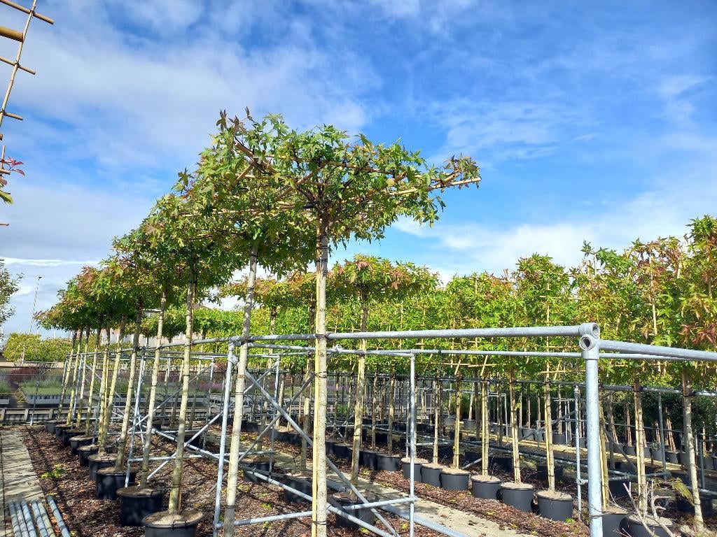 Dak liquidambar, Dak plataan, Leilinde, diverse bomen, Tuin en Terras, Planten | Bomen, Ophalen, Volle zon, Overige soorten
