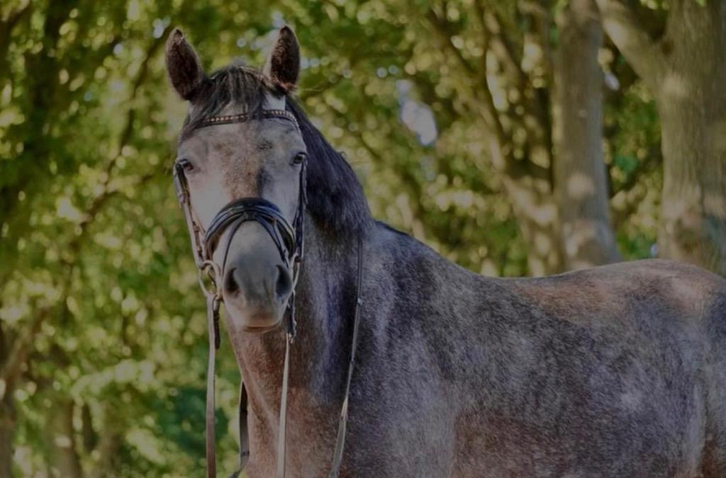 Lease pony aangeboden