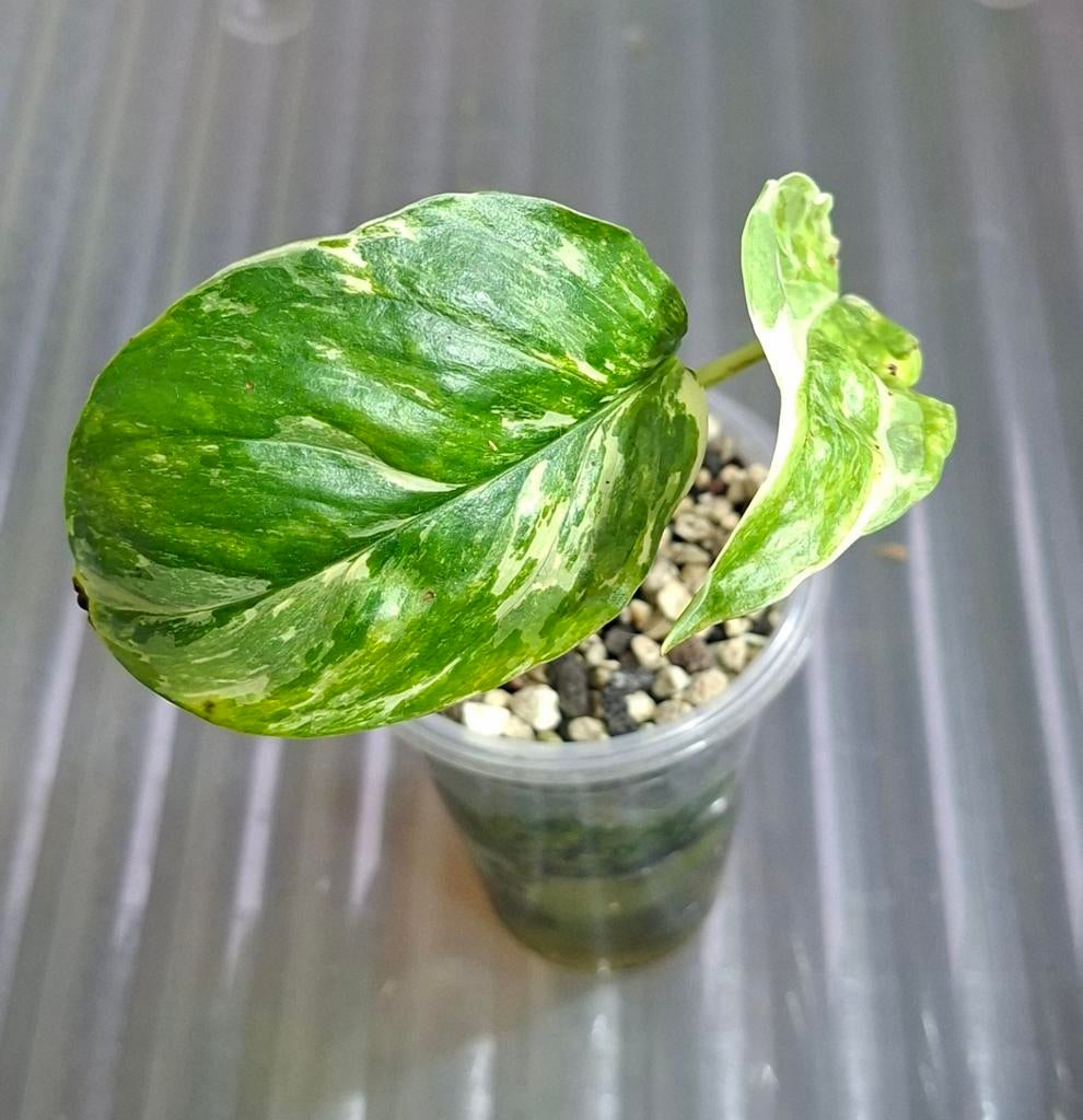 Monstera lechleriana variagata, Huis en Inrichting, Kamerplanten, Ophalen of Verzenden, Halfschaduw, Minder dan 100 cm
