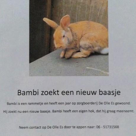 Lief konijn
