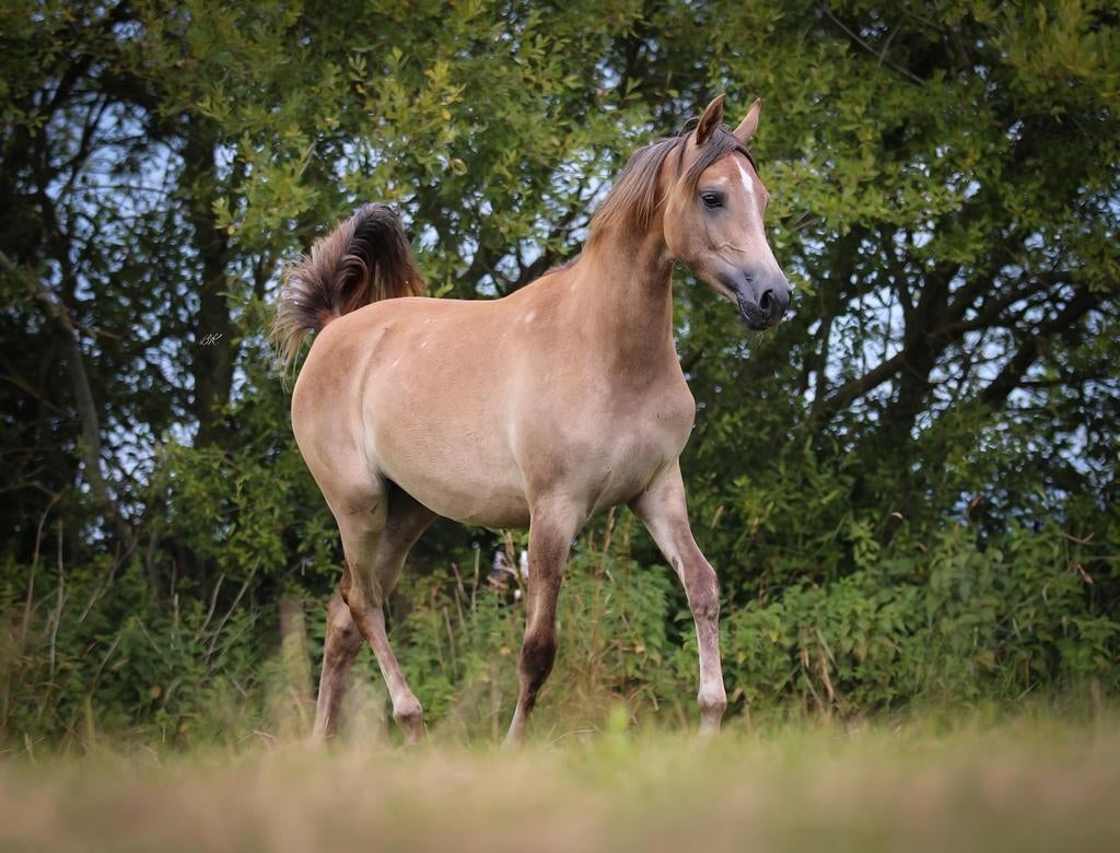 Meerdere arabieren te koop. Merries en hengst/ruin, Dieren en Toebehoren, Merrie, Minder dan 160 cm, Met stamboom, 3 tot 6 jaar