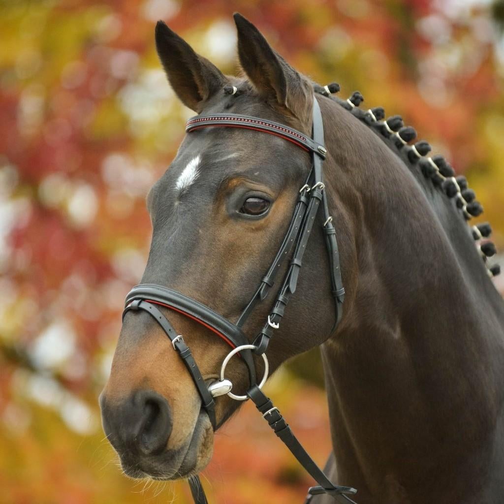 Nieuw Star Diamond hoofdstel Zwart/Rood maat Cob, Dieren en Toebehoren, Paarden en Pony's | Hoofdstellen en Tuigage, ., Ophalen of Verzenden