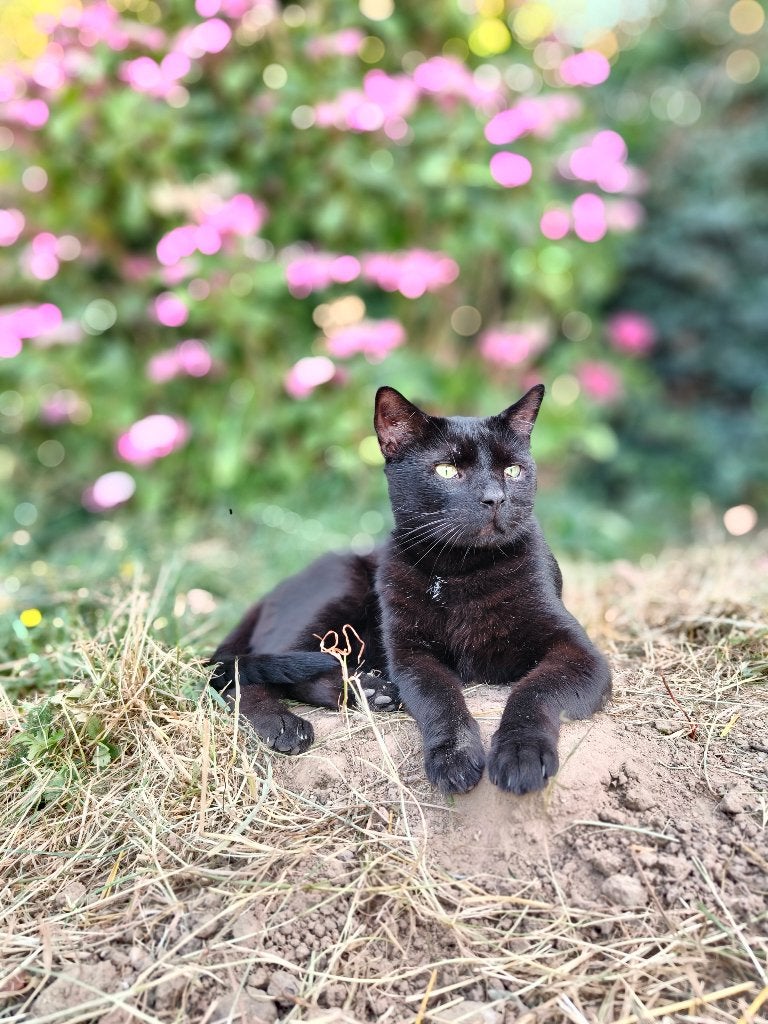 Prachtige kater Novan zoekt zijn familie, Kater, Kortharig, 3 tot 5 jaar
