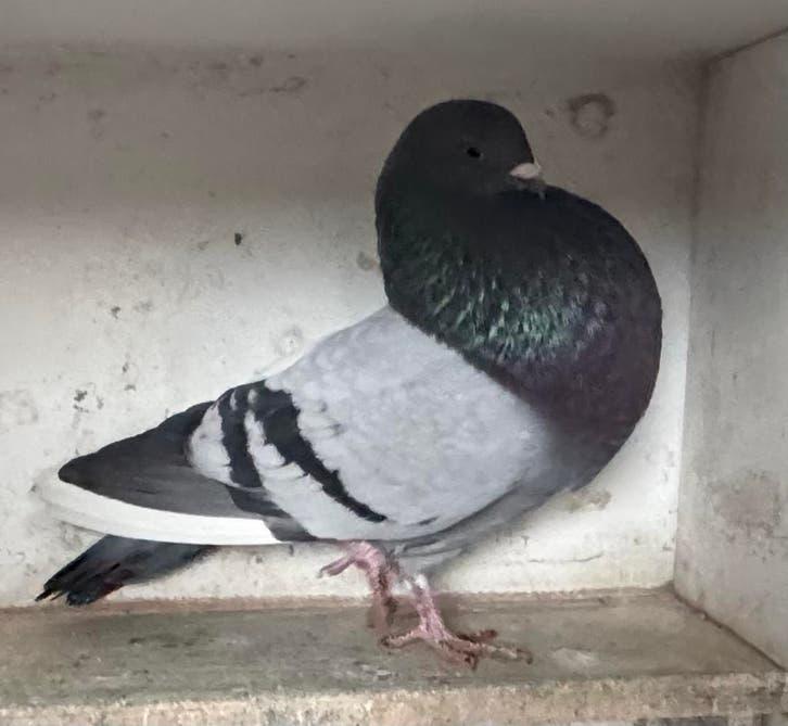 Schakelroeksduif, Dieren en Toebehoren, Vogels | Duiven, Vrouwelijk, Kropper
