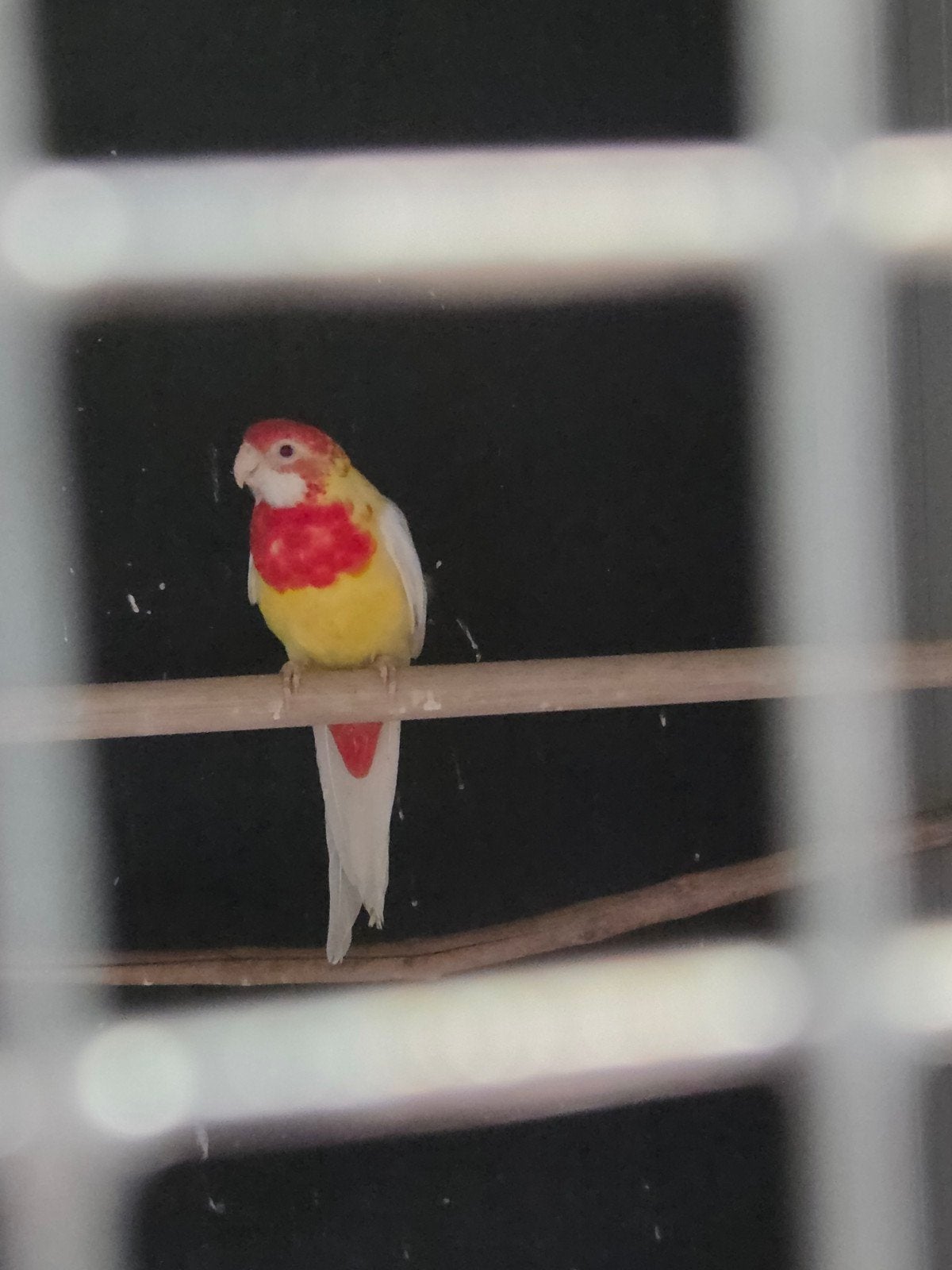 lutino rosella pop, Vrouwelijk, Parkiet
