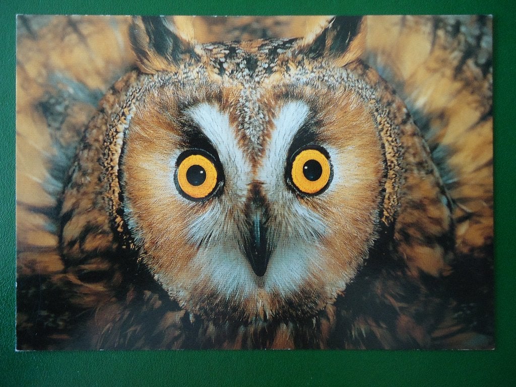 (16) Dierenkaart: RANSUIL, Verzenden, 1980 tot heden, Ongelopen, Vogel