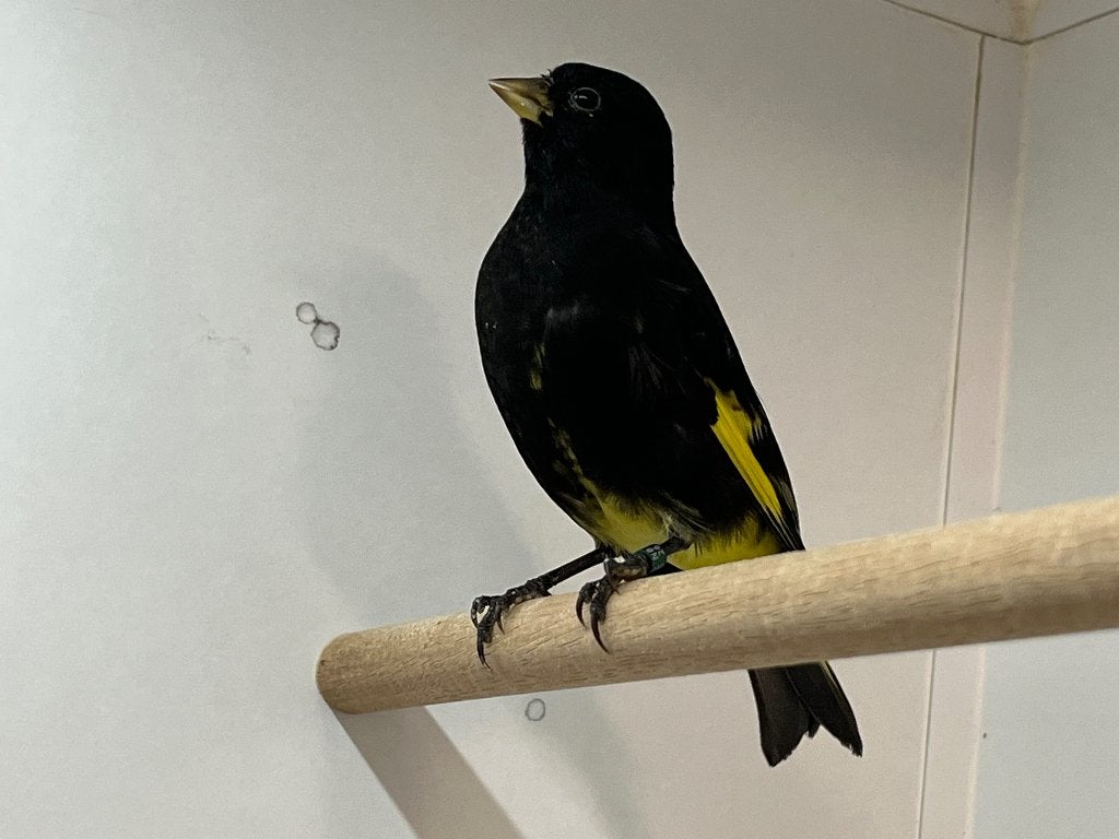 Zwarte sijs pop, Dieren en Toebehoren, Vrouwelijk, Tropenvogel, Geringd