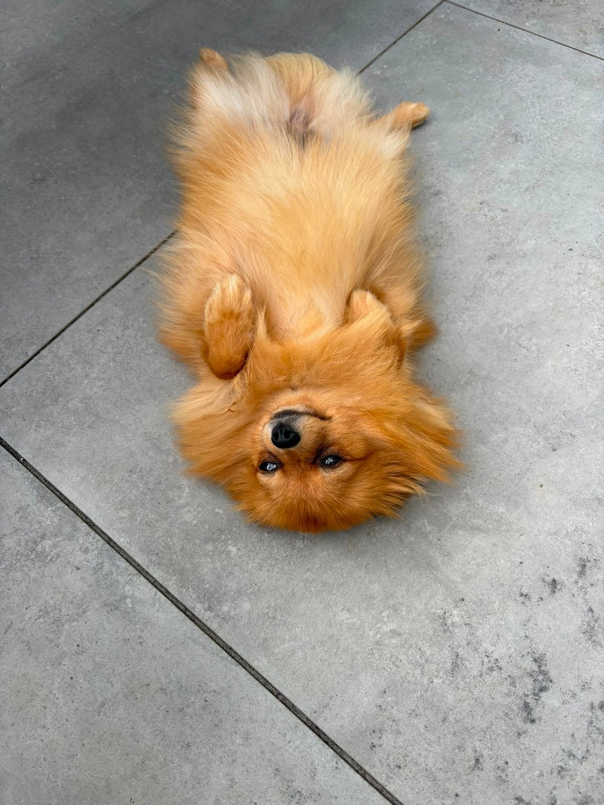 Lief 10 maanden oud Pomeriaan teefje zoekt een gouden mandje, 15 weken tot 1 jaar, Teef, Parvo, Eén hond