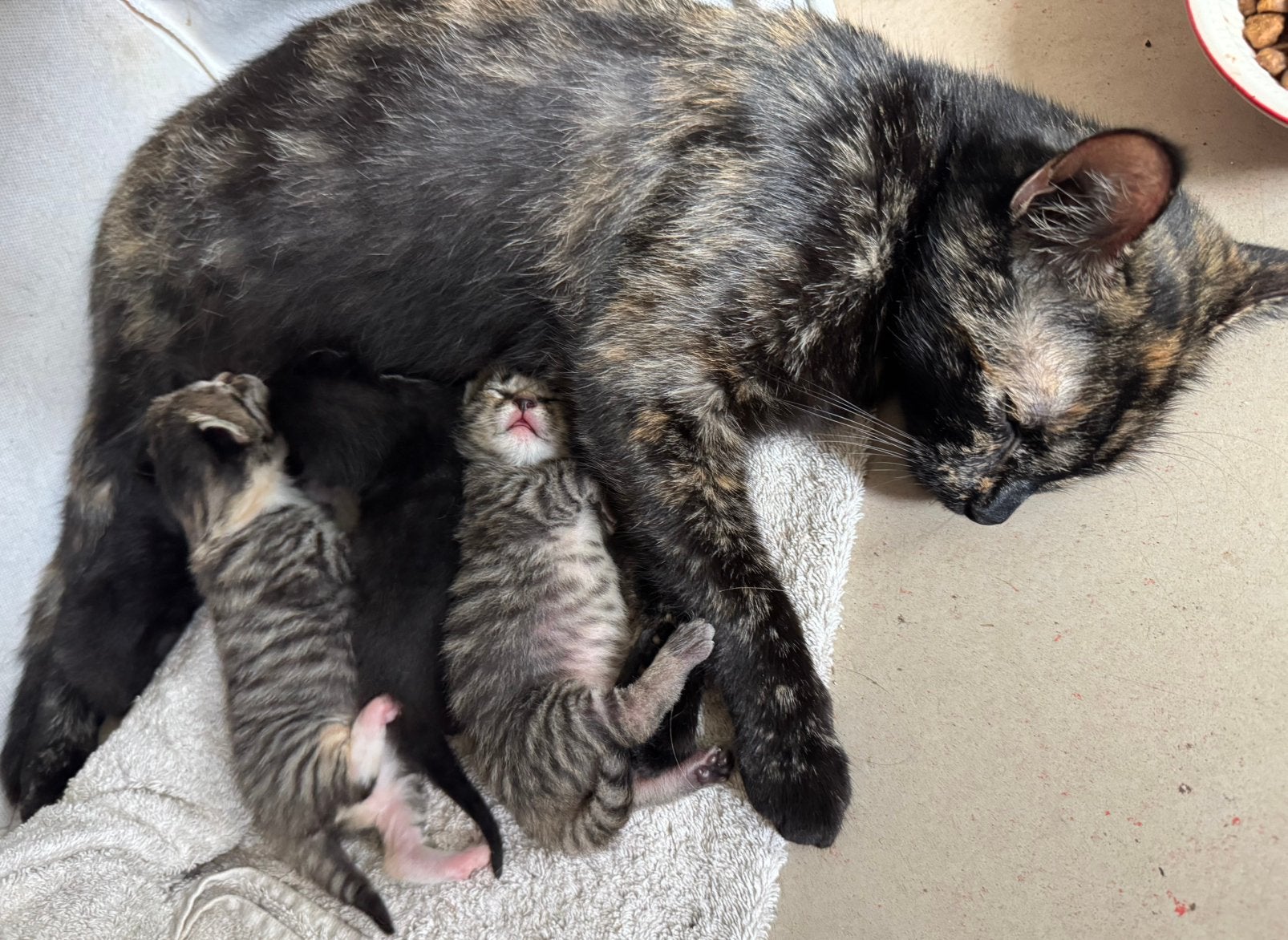 Te koop kittens half Turkse Angora, Poes