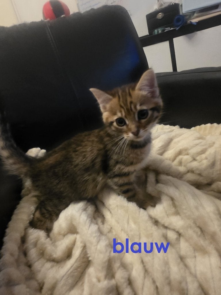 kittens te koop, Meerdere dieren, Ontwormd, 0 tot 2 jaar