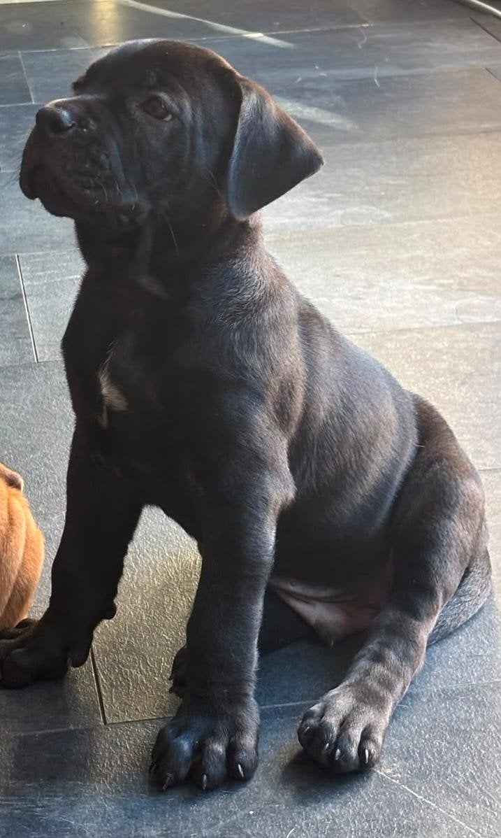 Lieve sociale pups mochen het nest verlaten, Dieren en Toebehoren, Honden | Bulldogs, Pinschers en Molossers, Parvo, 8 tot 15 weken