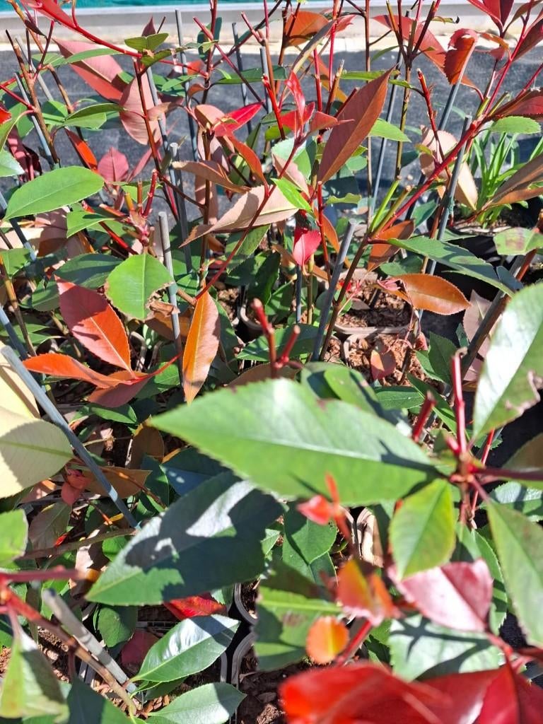 photinia red robin, Halfschaduw, Overige soorten, Lente, Minder dan 100 cm