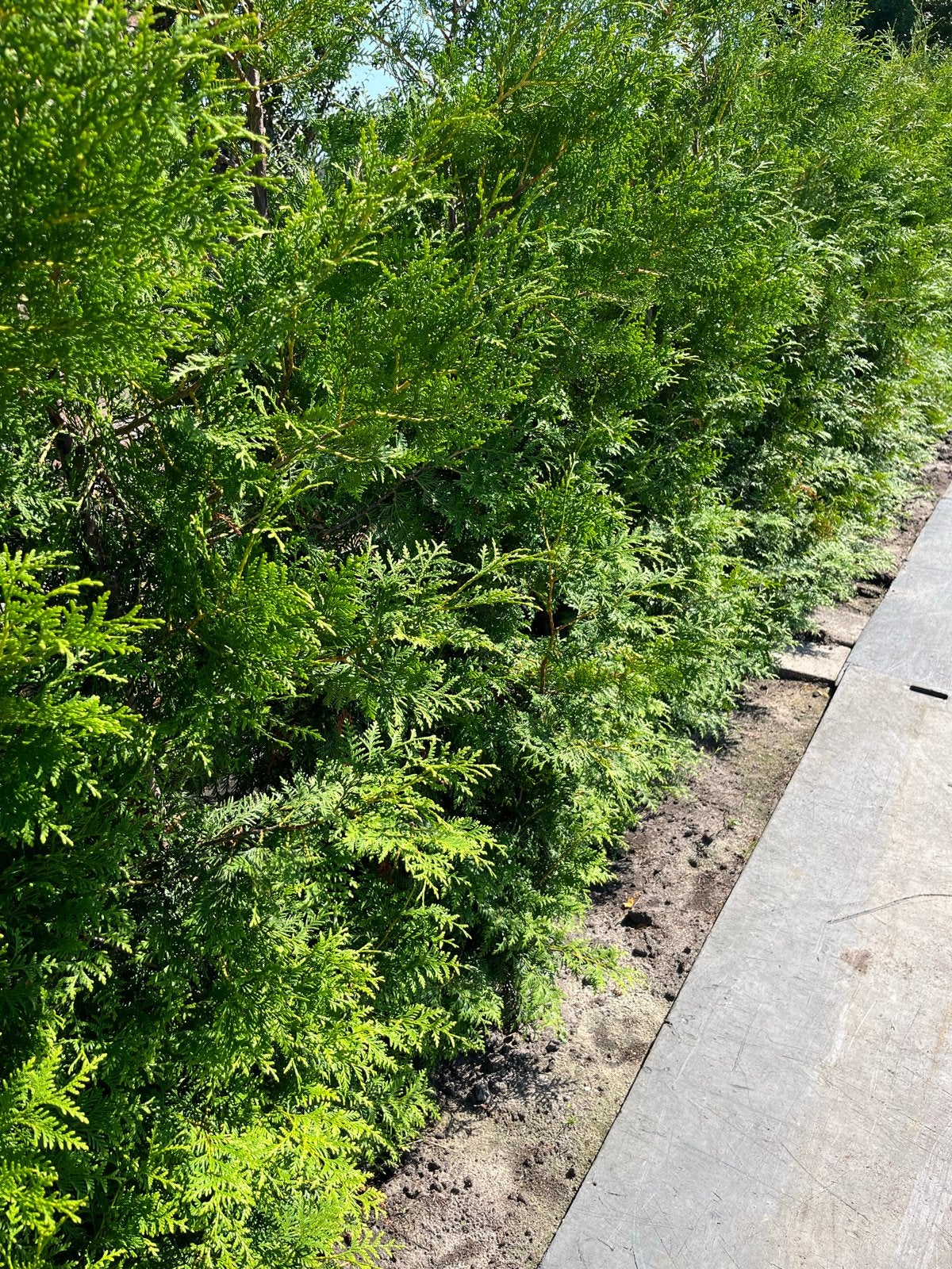 Thuja coniferen, Volle zon, Vaste plant, Bloeit niet, Ophalen
