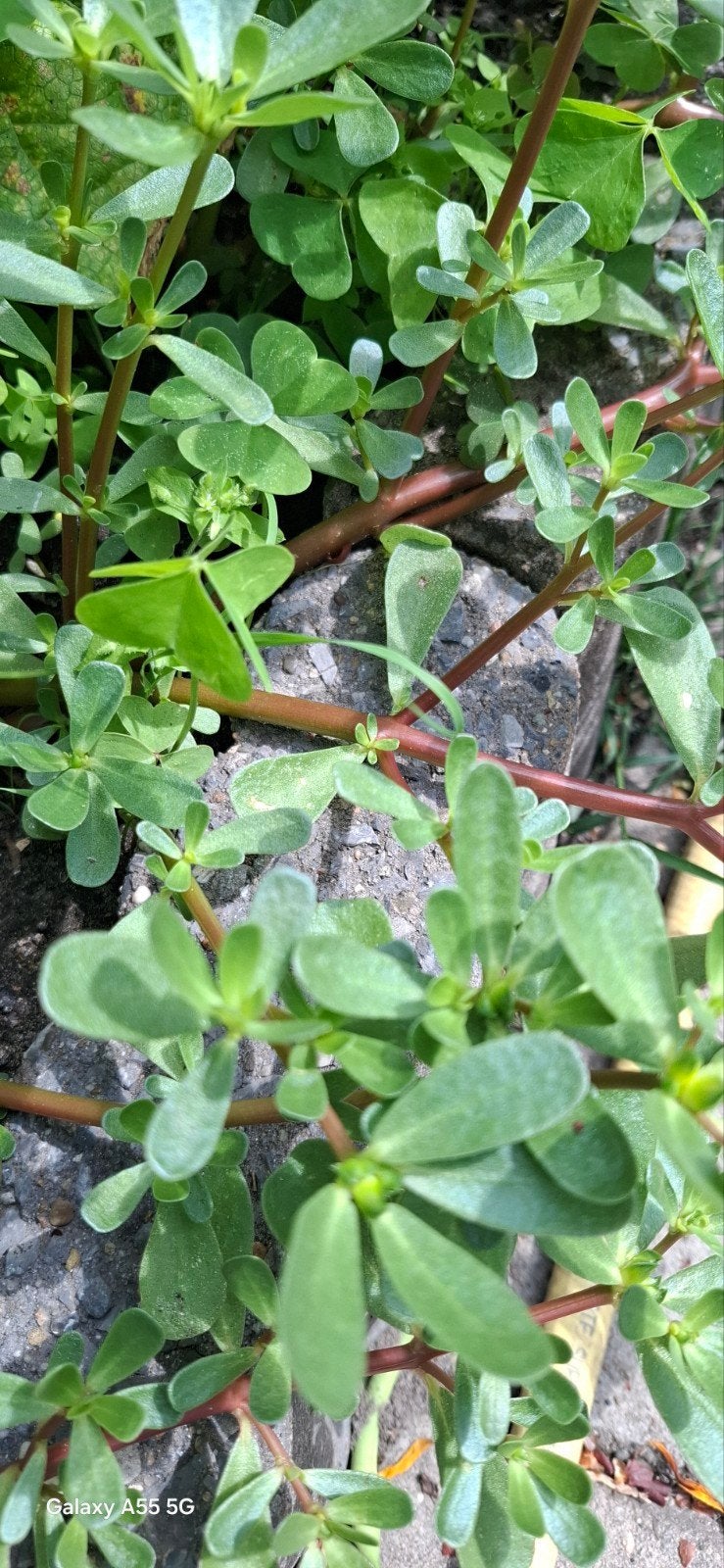 Verse Zomerpostelein - Ideaal voor salades en gerechten, Volle zon, Groenteplanten, Eenjarig, Ophalen of Verzenden