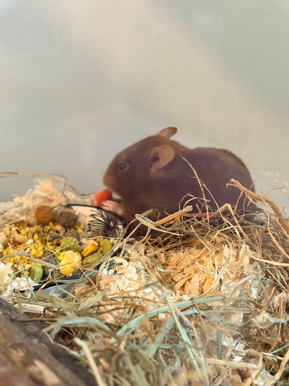 Syrische hamster vrouw, Hamster, December, Vrouwelijk, Tam
