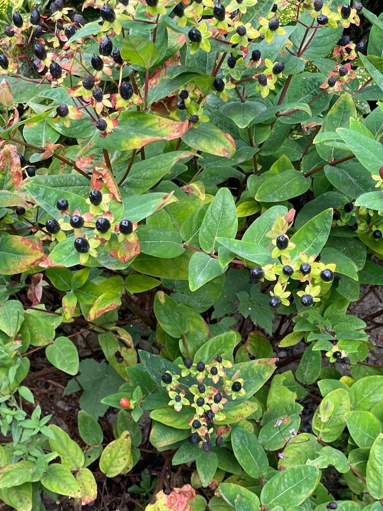Te koop: vaste plant hertshooi, Volle zon, Vaste plant, Zomer, Ophalen