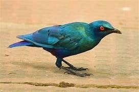 Kleine blauwoorglansspreeuw [Lamprotornis chloropterus], Meerdere dieren