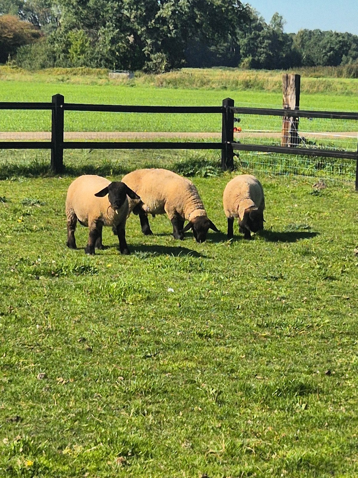 suffolk fok rammen met stamboek, Dieren en Toebehoren, Mannelijk, Schaap, 0 tot 2 jaar