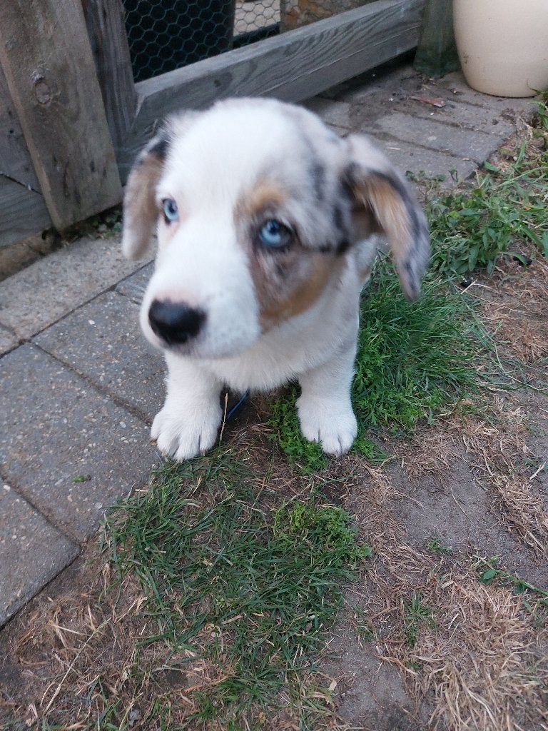 welsh corgi cardigan pups zoeken gouden mandje 2 manetjes, België, Particulier, Overige rassen, 8 tot 15 weken