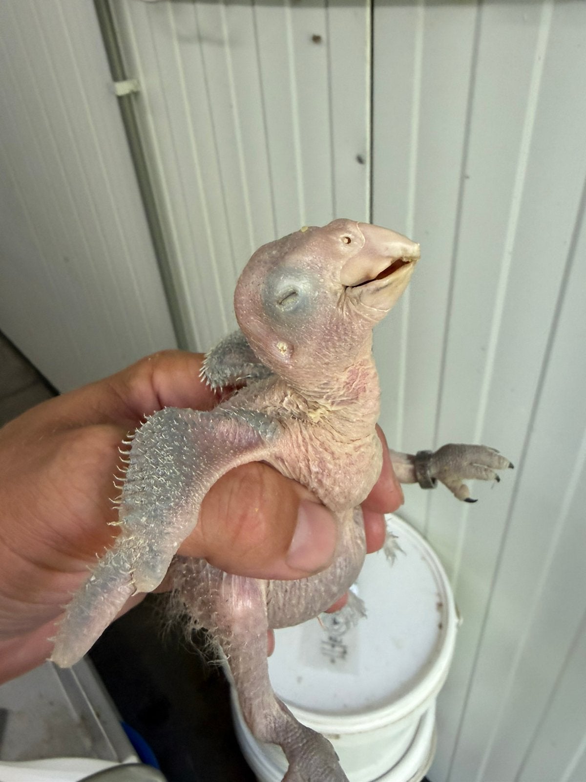 2 jonge Geelwang Amazone s, Geslacht onbekend, Papegaai, Tam