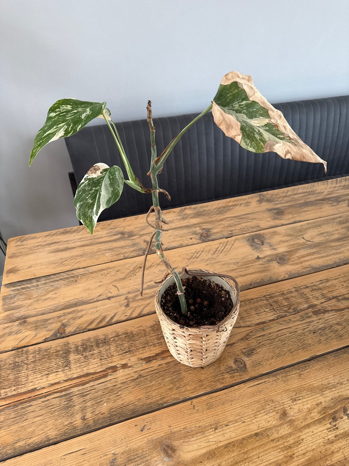 Monstera Albo Variegata stekje, Vaste plant, Bloeit niet, Halfschaduw, Ophalen