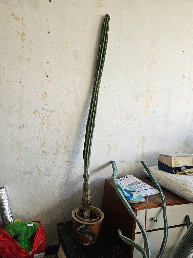 Cactus 160 cm, Ophalen, 150 tot 200 cm, In pot, Cactus