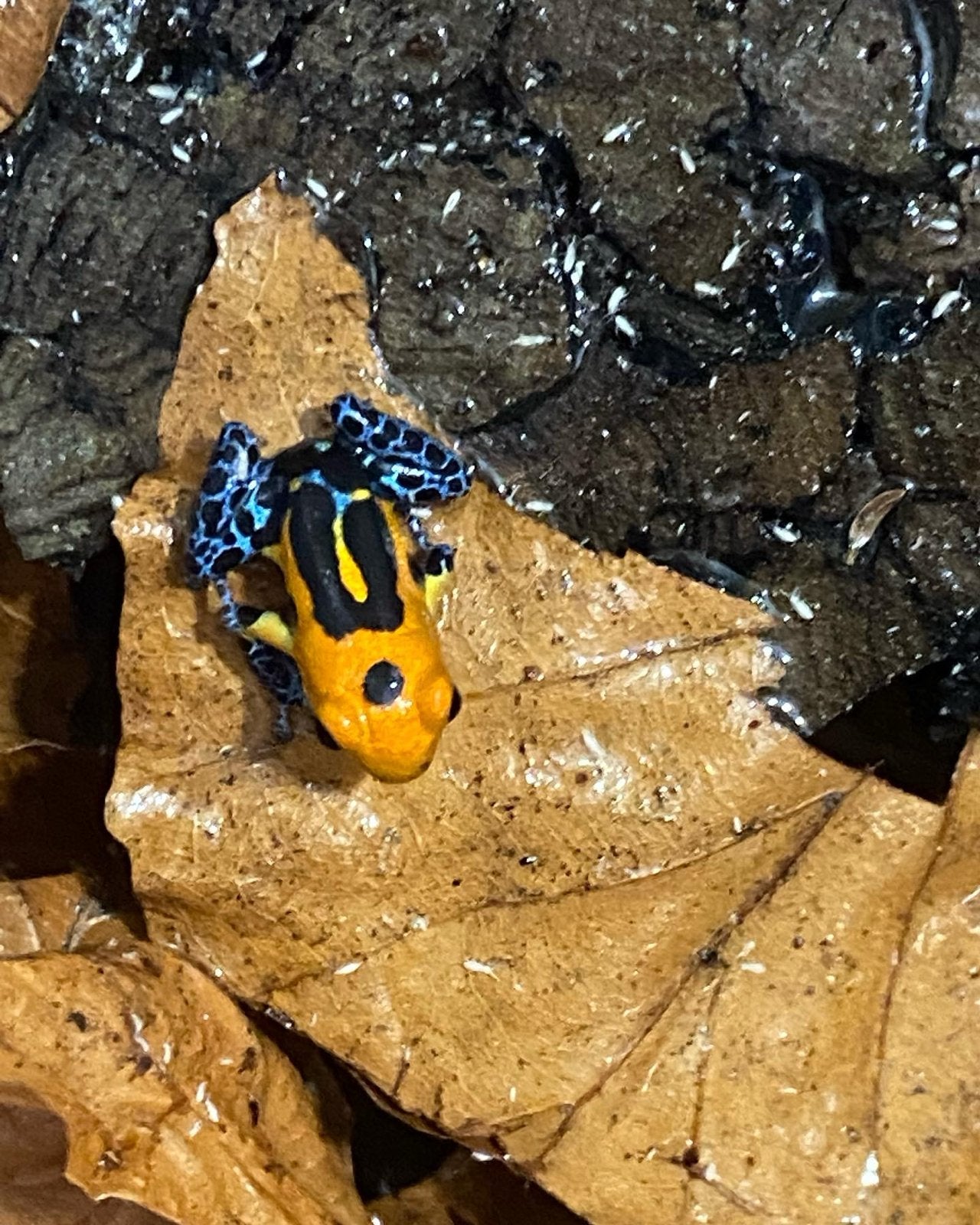 Verschillende soorten gifkikkers Frog photo 9