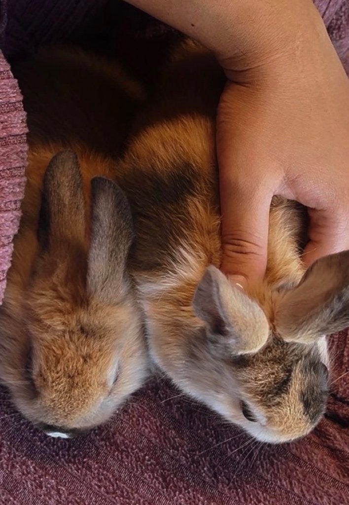 Koppeltje konijnen man en vrouwtje, Dieren en Toebehoren, Konijnen, Meerdere dieren, Middelgroot, 0 tot 2 jaar