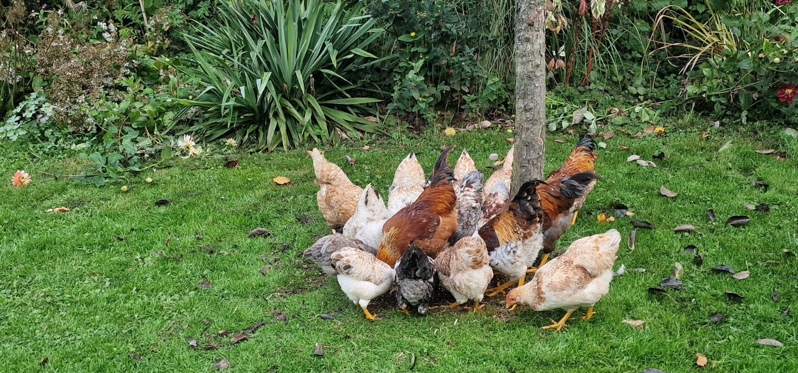 Jonge Wyandotte krielen zalmkleurig en kruising legkip, Dieren en Toebehoren, Meerdere dieren, Kip