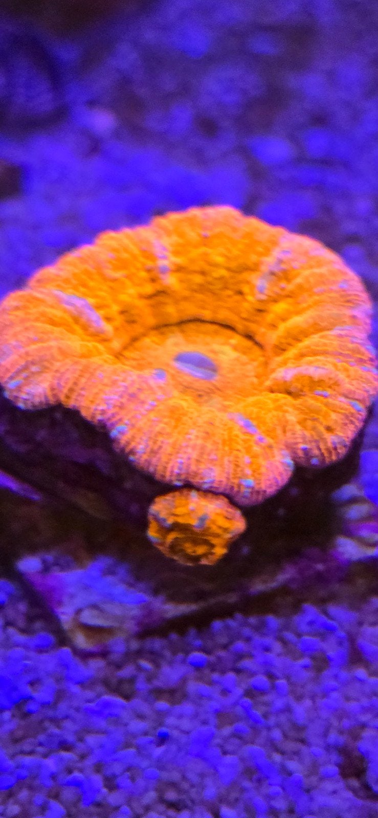 scolymia, Dieren en Toebehoren, Vis