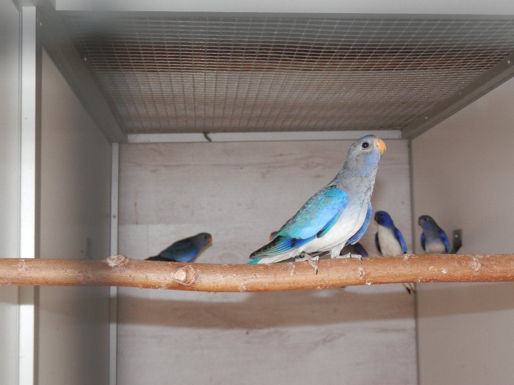 Splendid parkieten, Dieren en Toebehoren, Meerdere dieren, Parkiet, Geringd