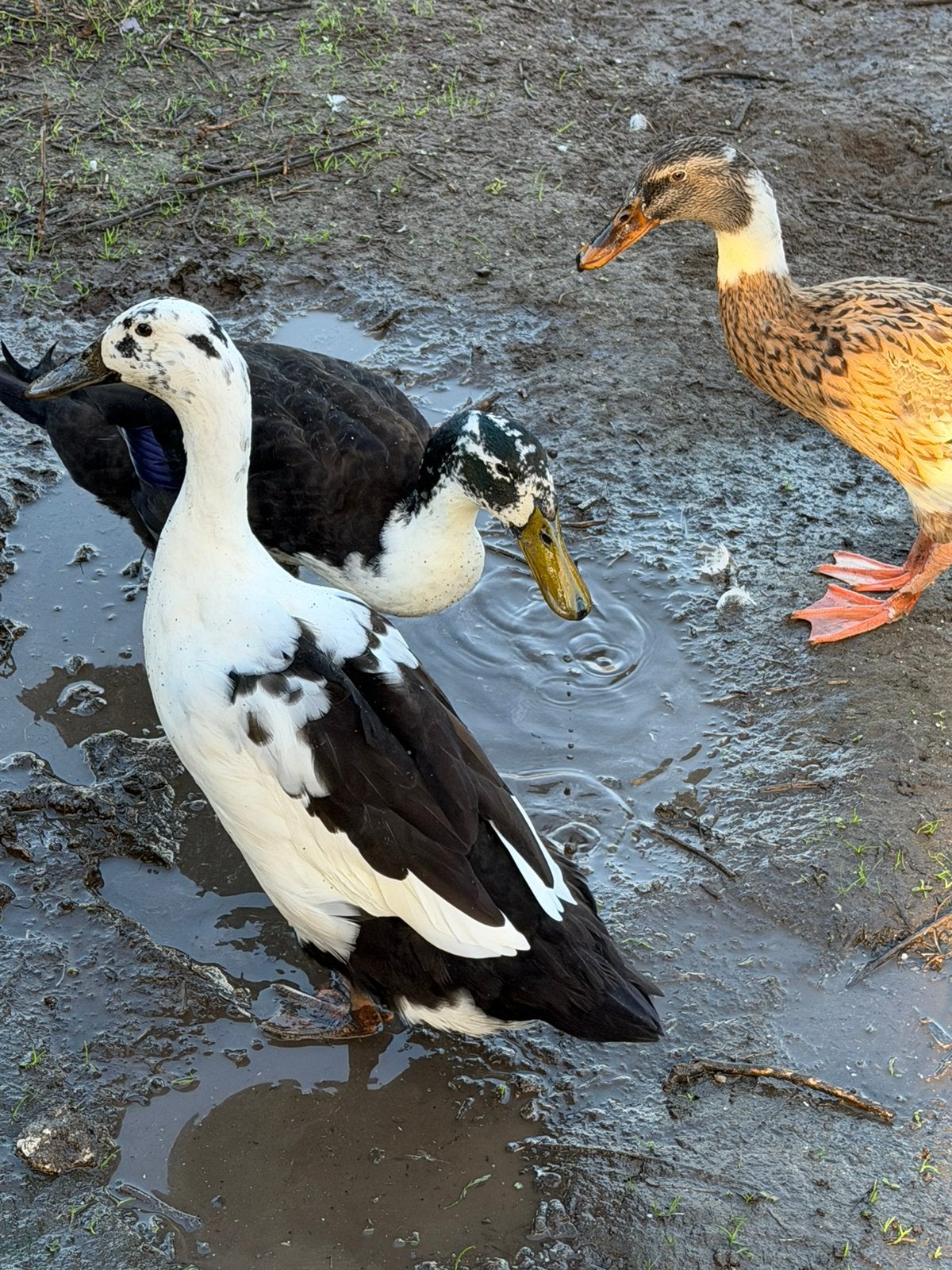 4 Loopeenden, Dieren en Toebehoren, Meerdere dieren, Eend